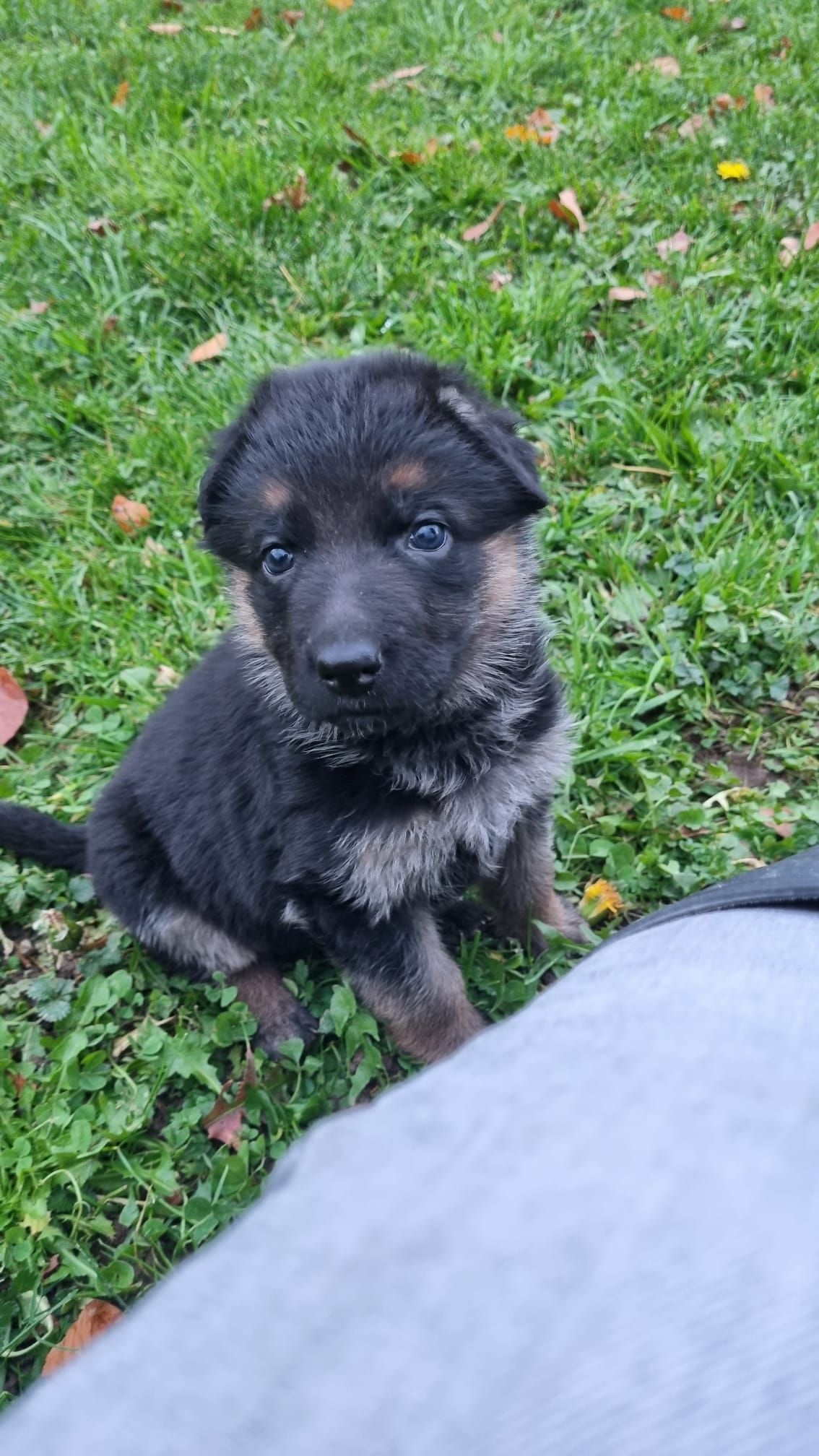 Zwinger vom Schäferturm