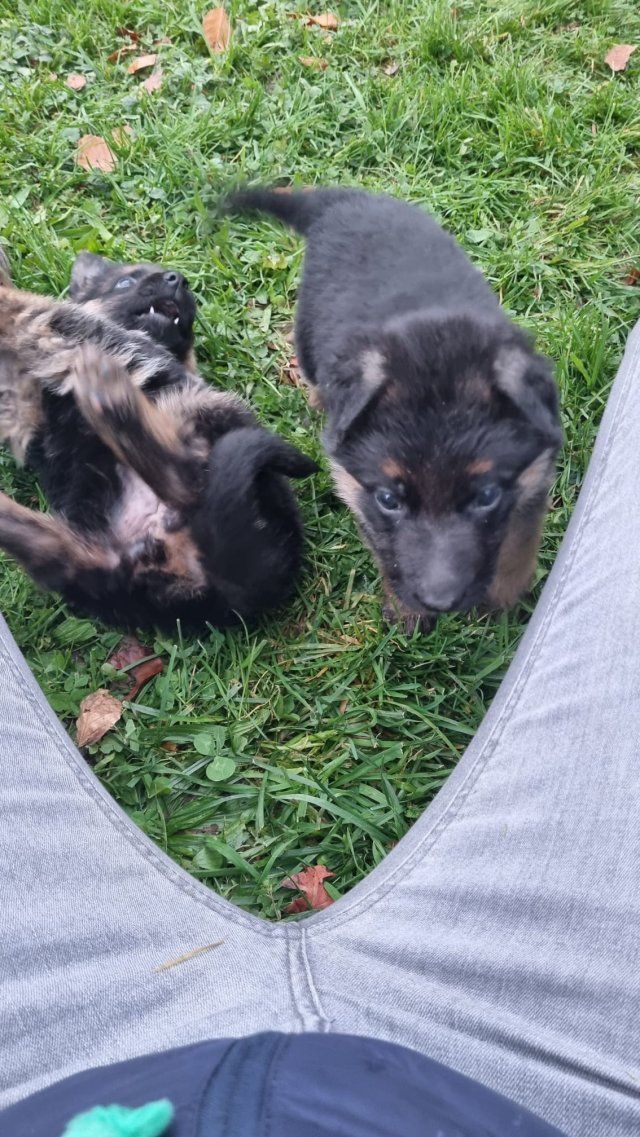 Zwinger vom Schäferturm