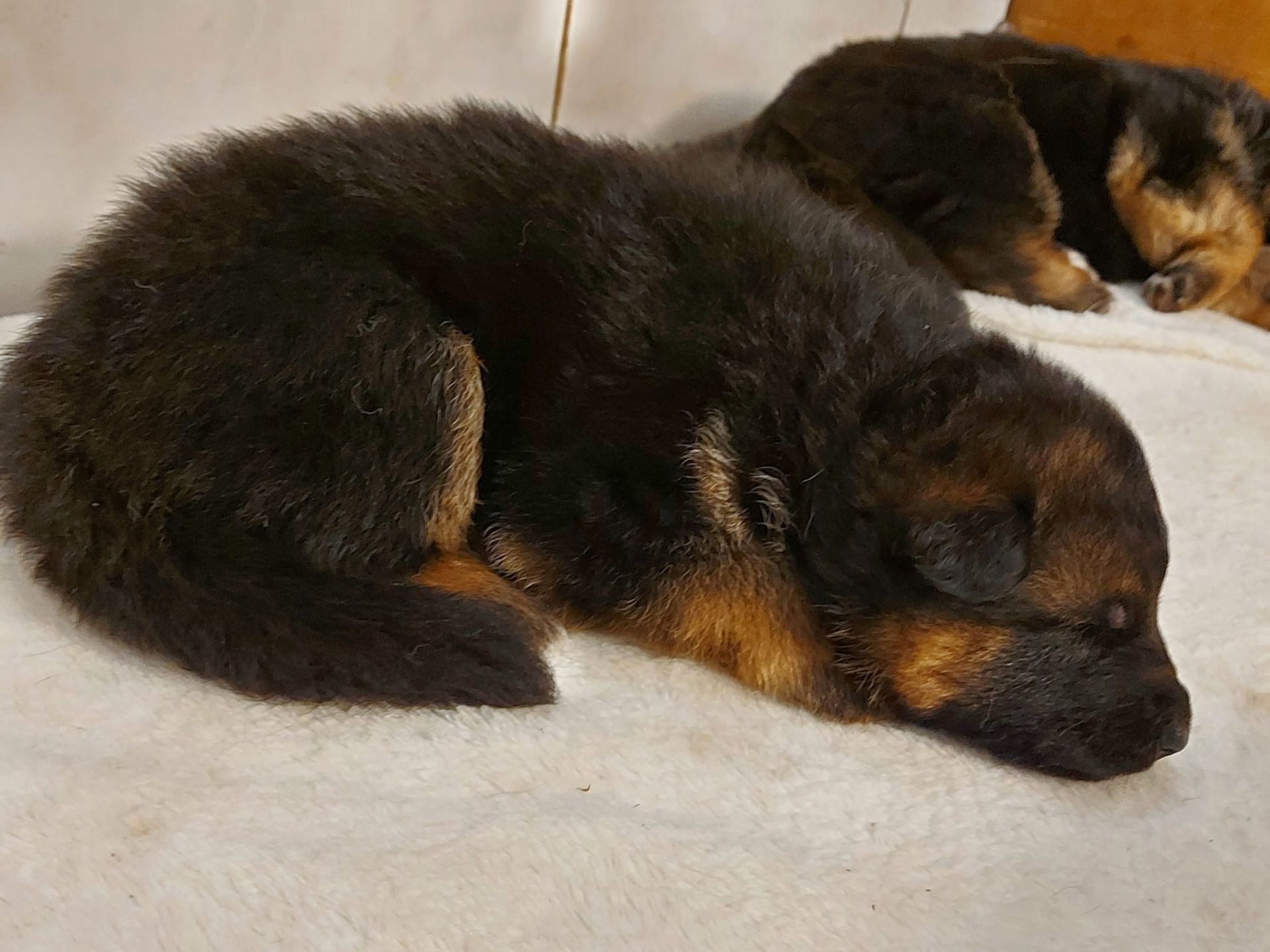 Zwinger vom Schäferturm