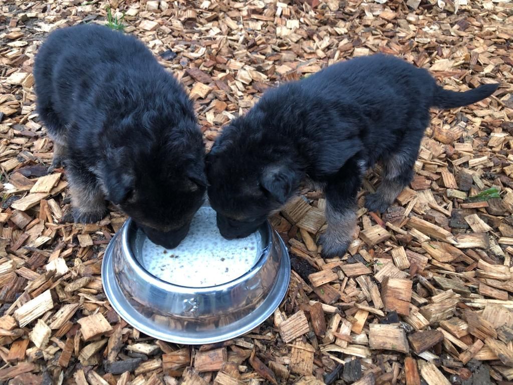 Zwinger vom Schäferturm