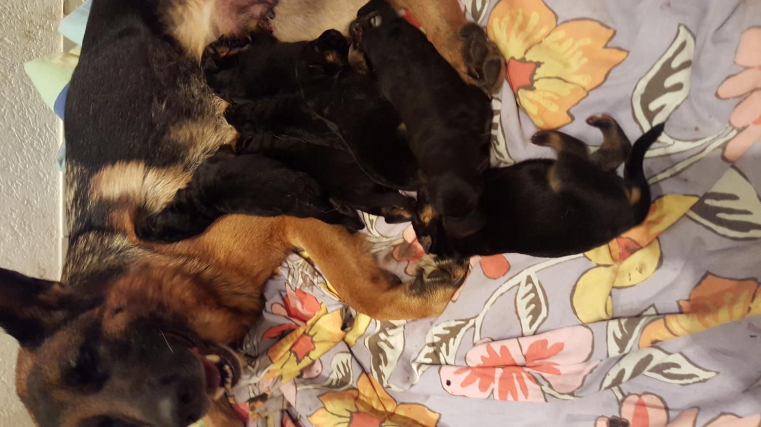 Zwinger vom Schäferturm