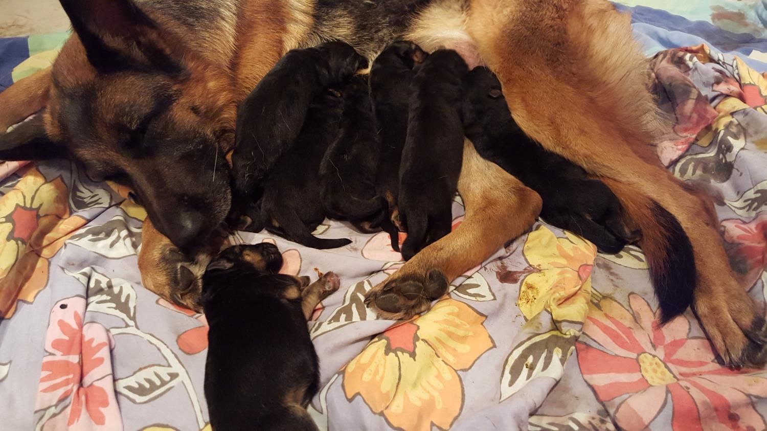 Zwinger vom Schäferturm