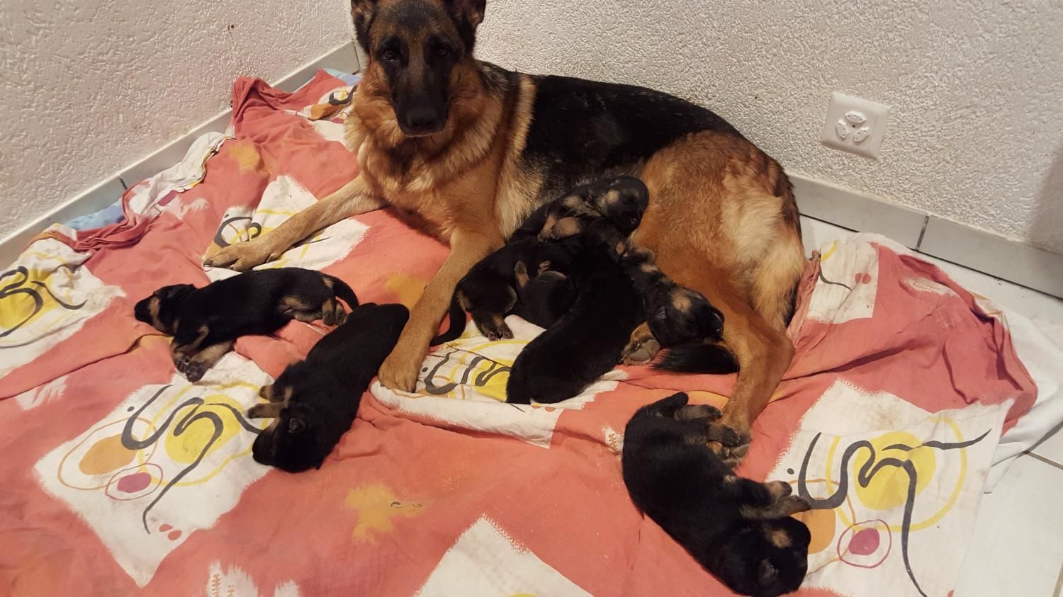 Zwinger vom Schäferturm