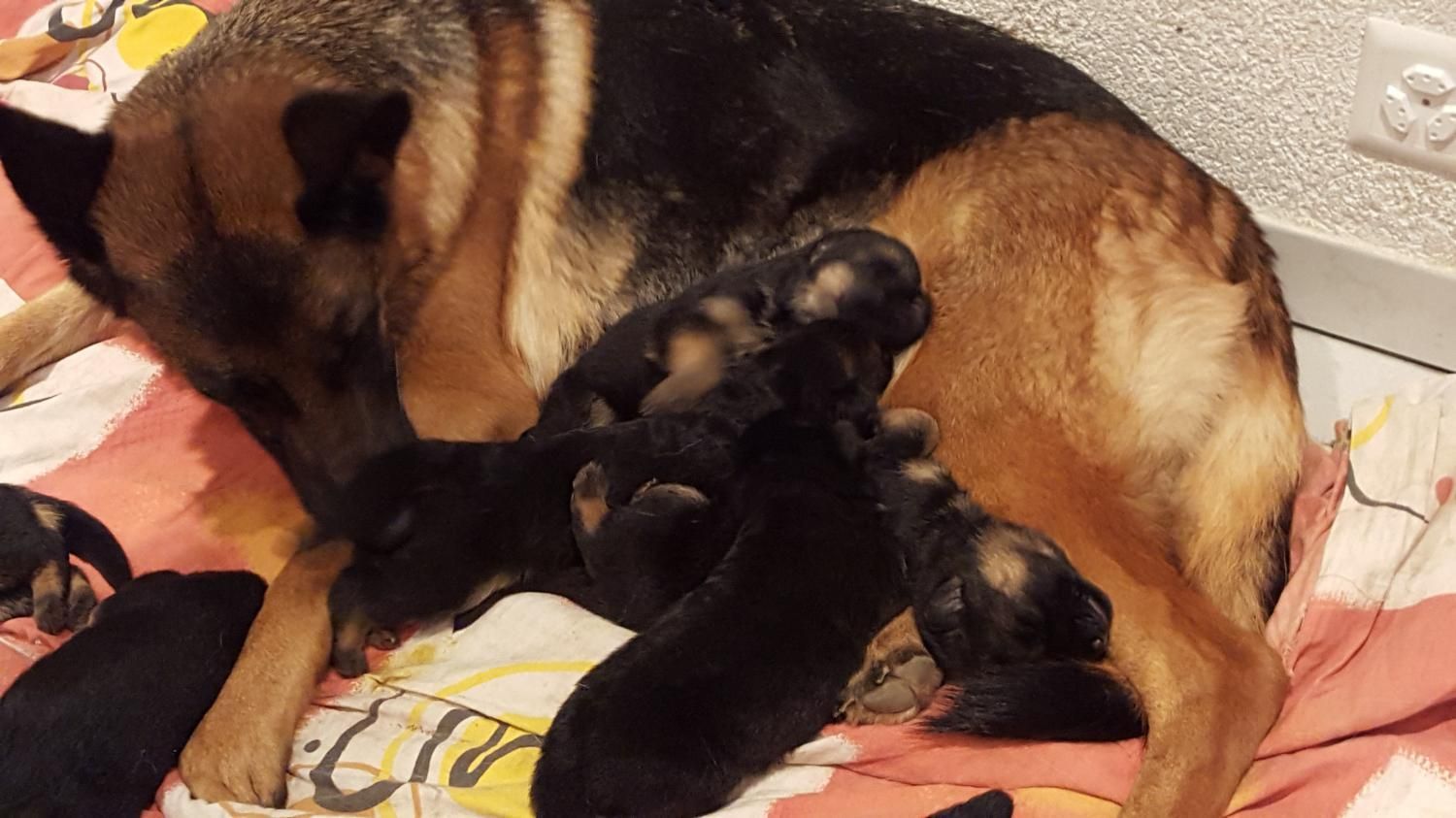 Zwinger vom Schäferturm