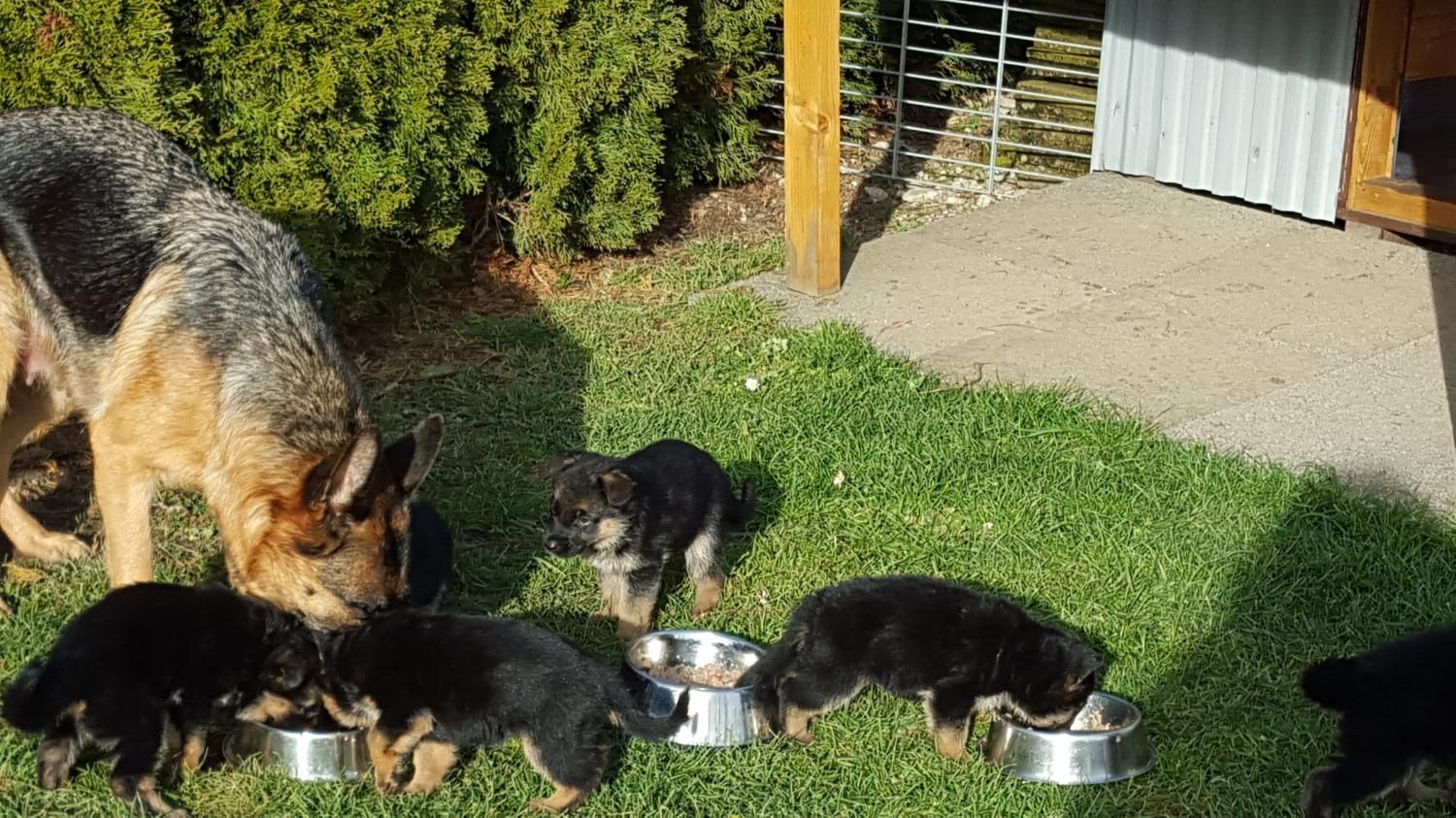 Zwinger vom Schäferturm