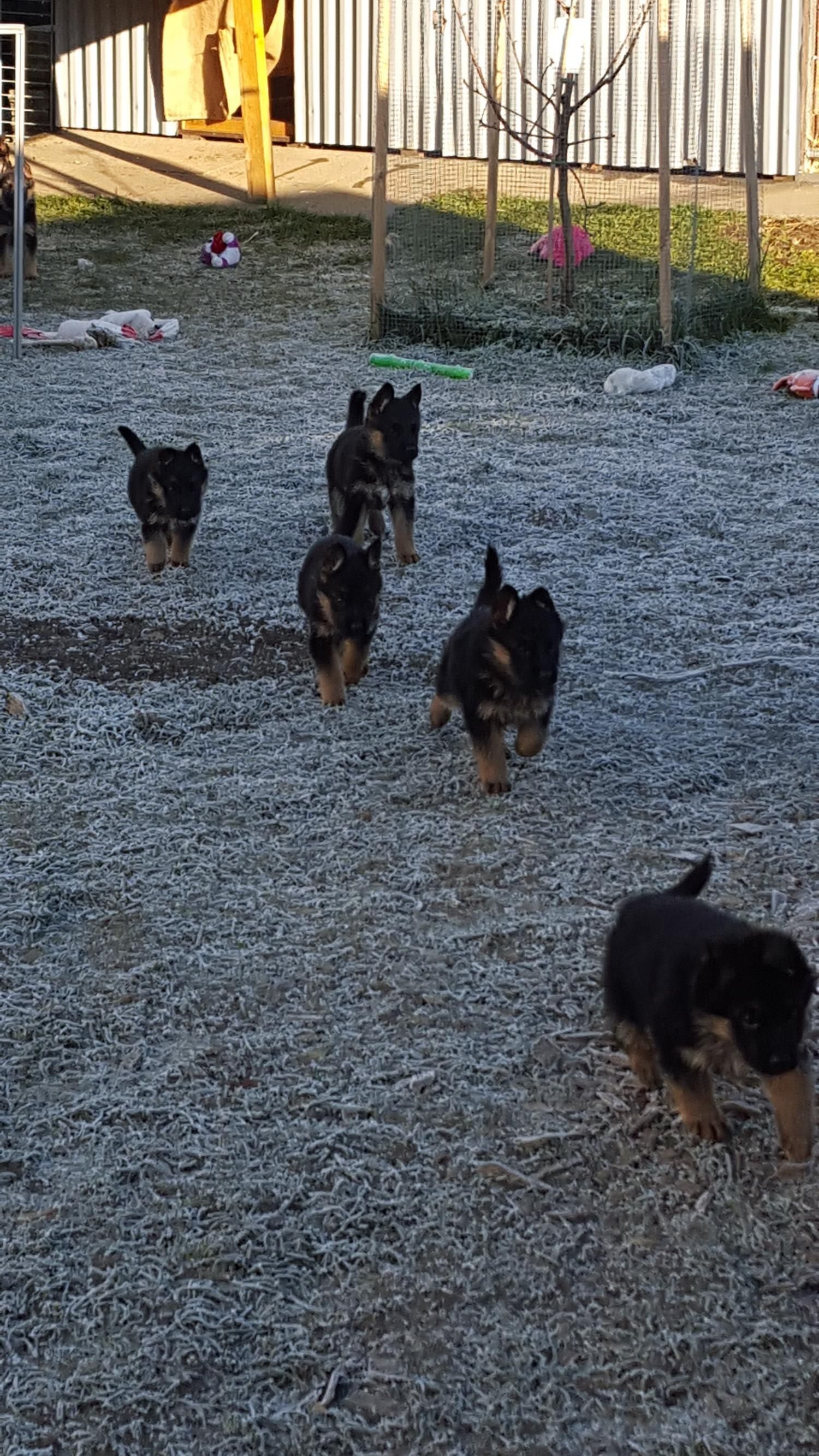 Zwinger vom Schäferturm