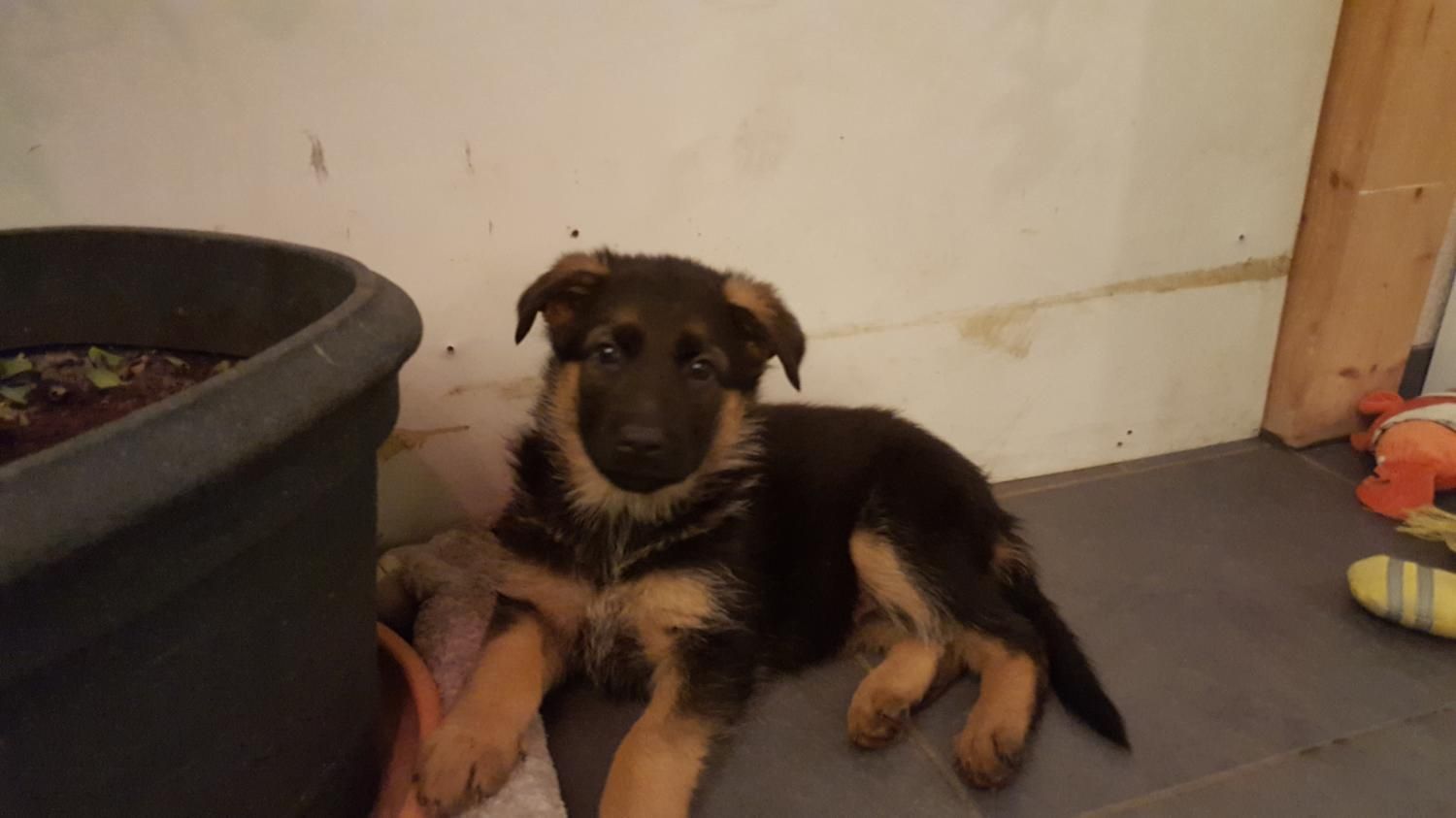 Zwinger vom Schäferturm