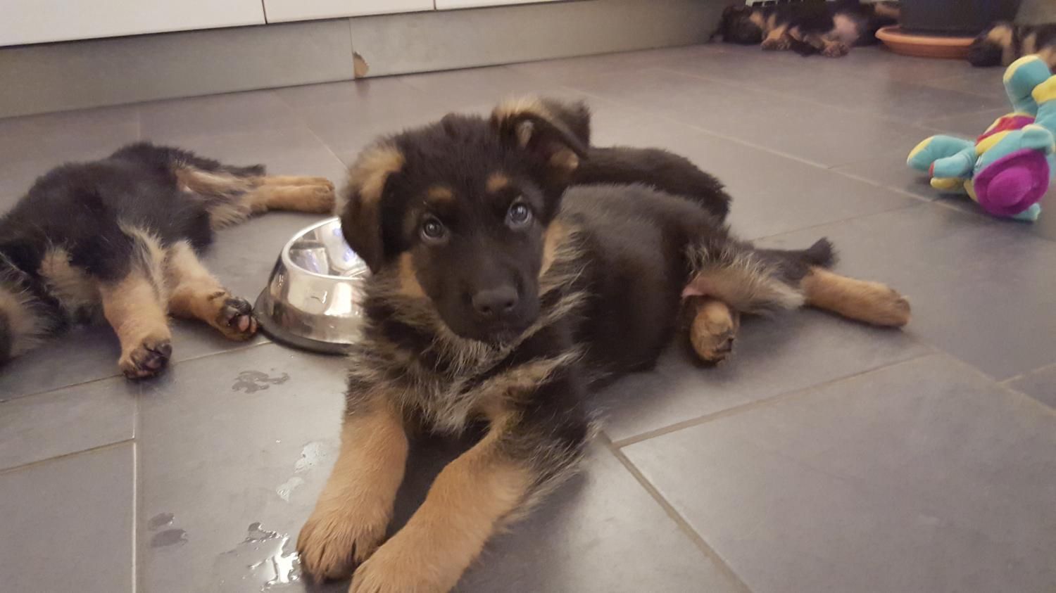 Zwinger vom Schäferturm