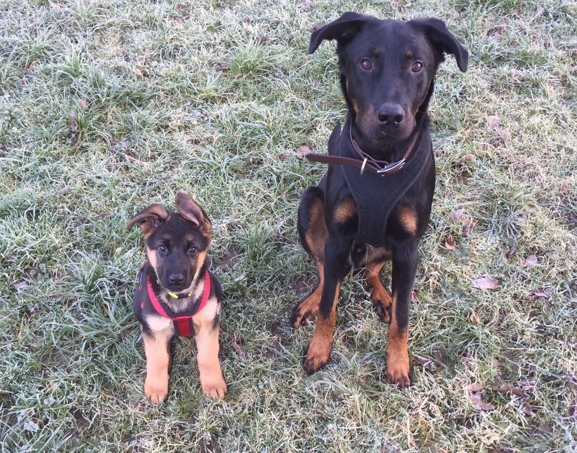 Zwinger vom Schäferturm