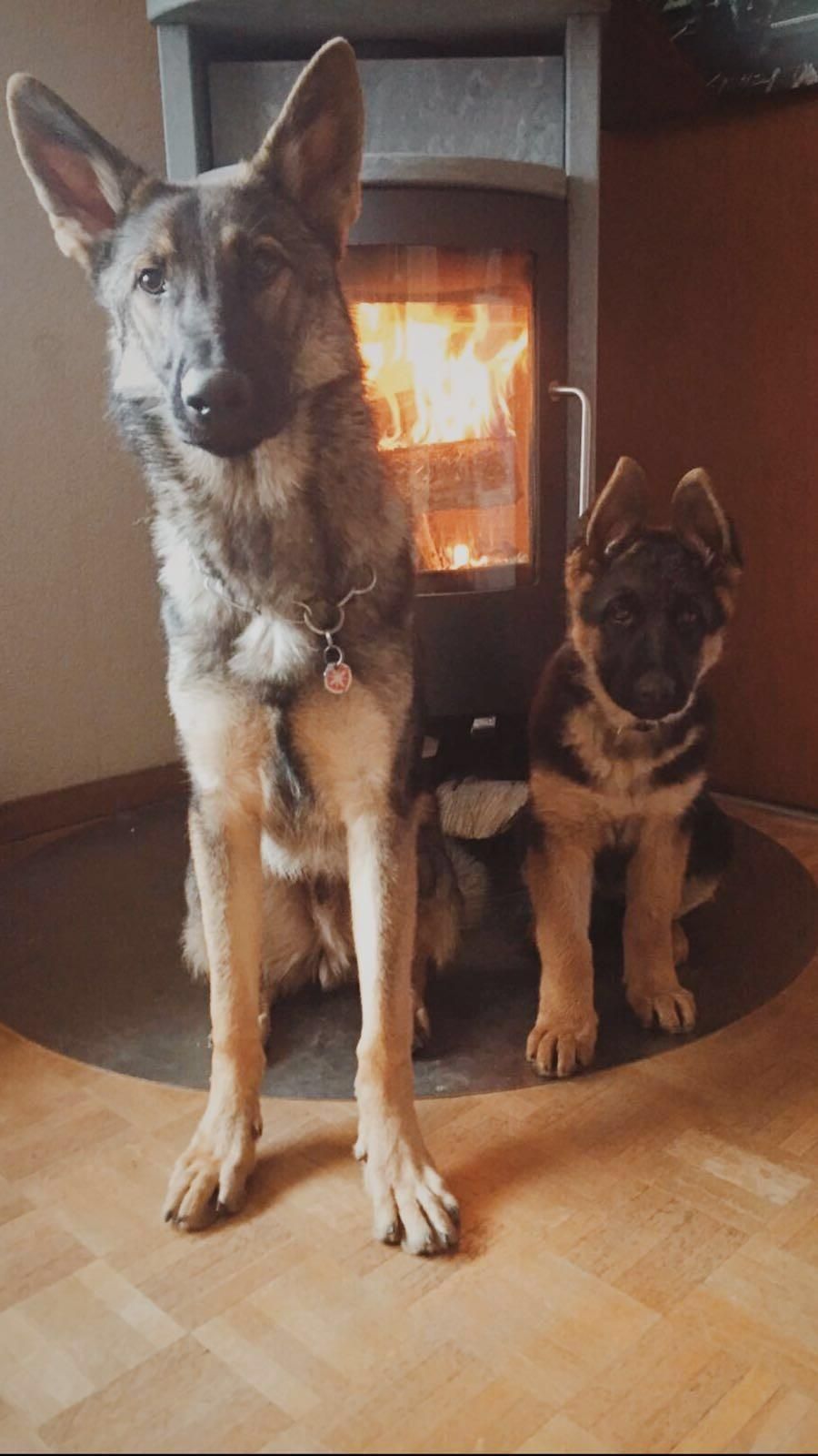 Zwinger vom Schäferturm