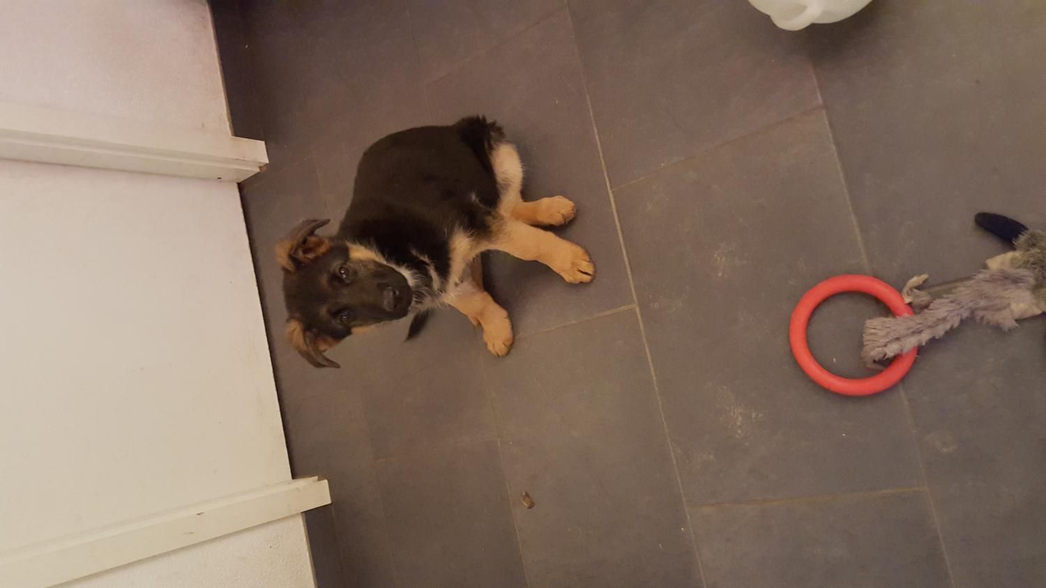 Zwinger vom Schäferturm