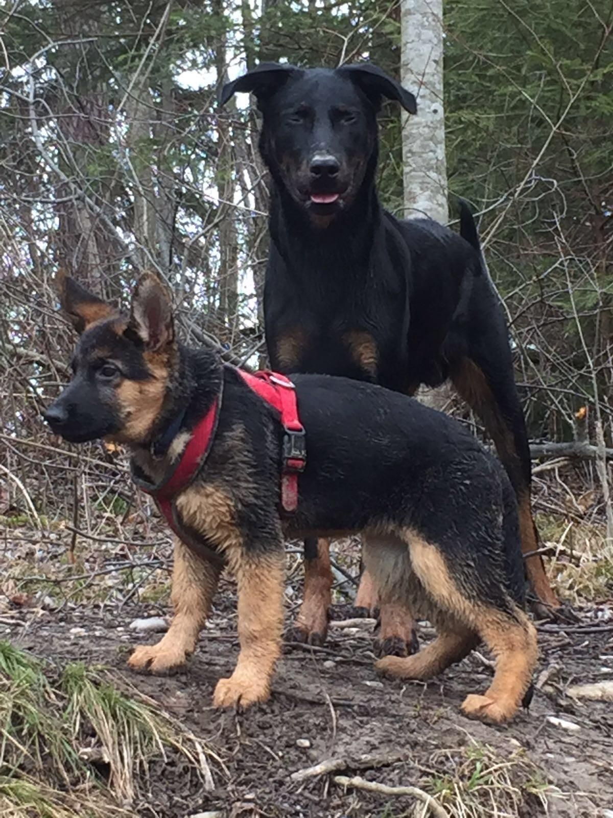 Zwinger vom Schäferturm