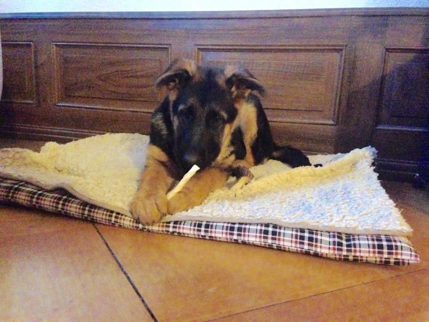 Zwinger vom Schäferturm