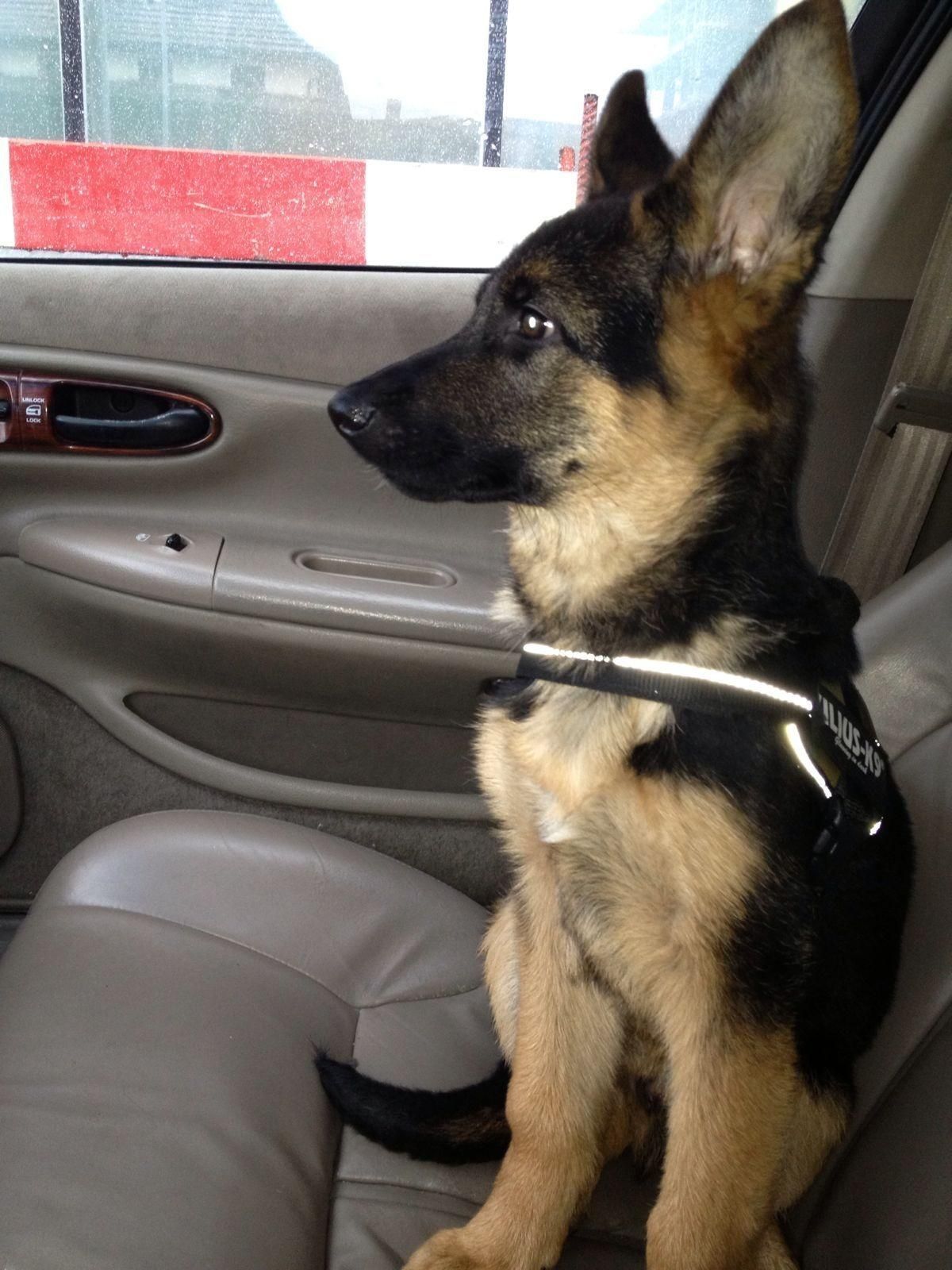 Zwinger vom Schäferturm