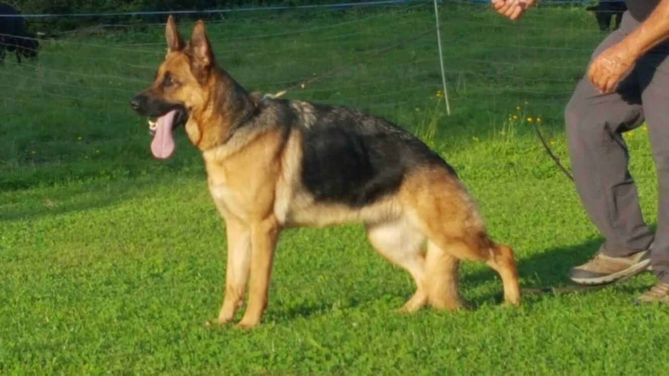 Zwinger vom Schäferturm