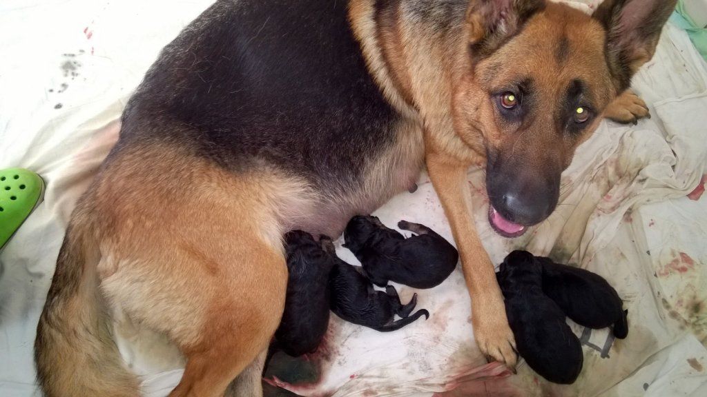 Zwinger vom Schäferturm