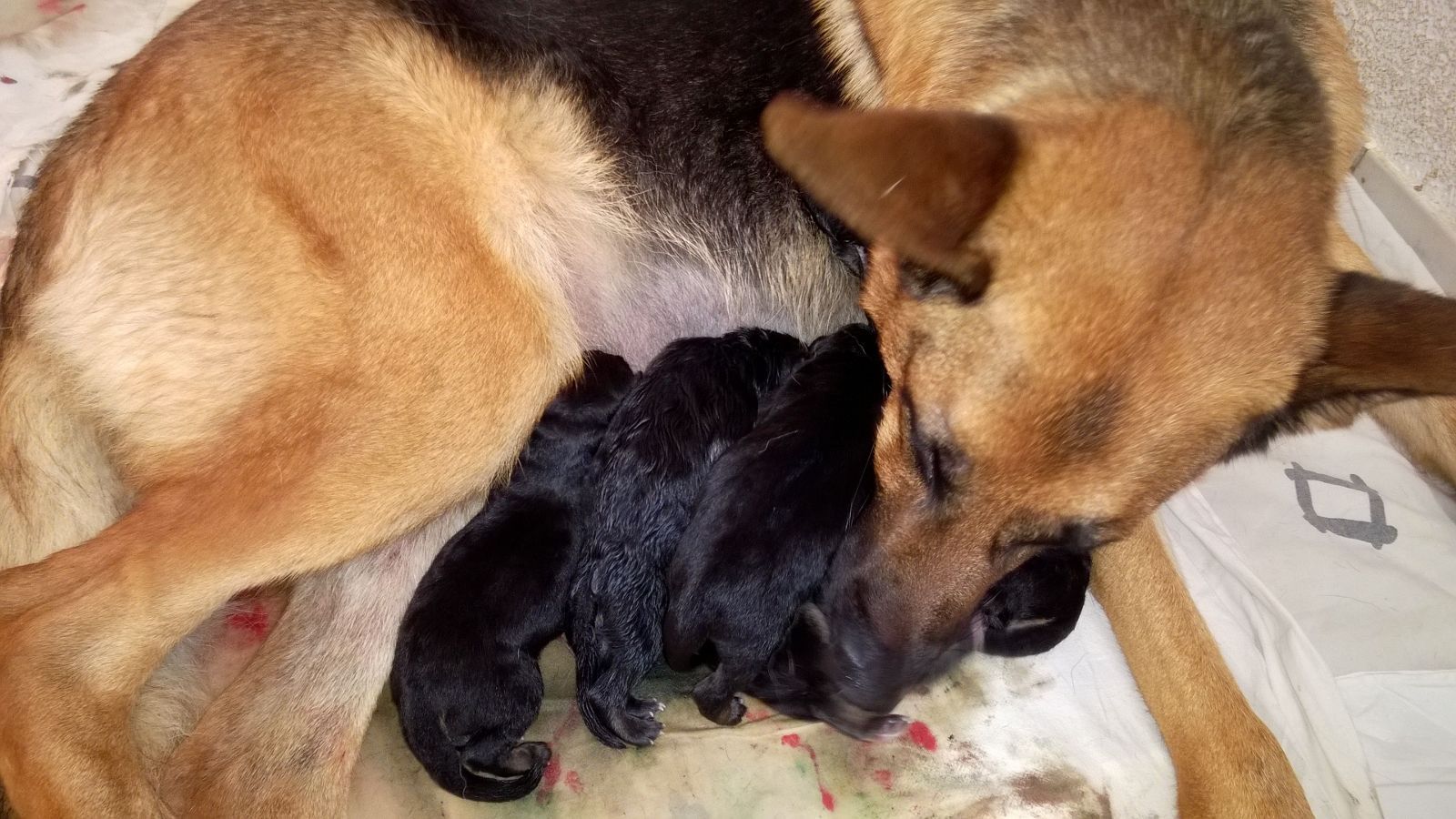 Zwinger vom Schäferturm