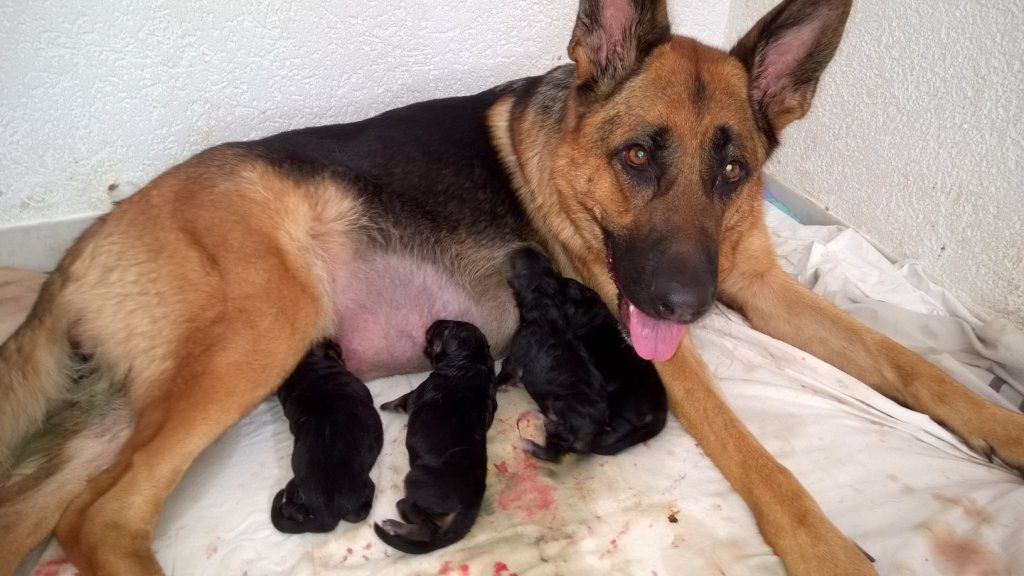 Zwinger vom Schäferturm