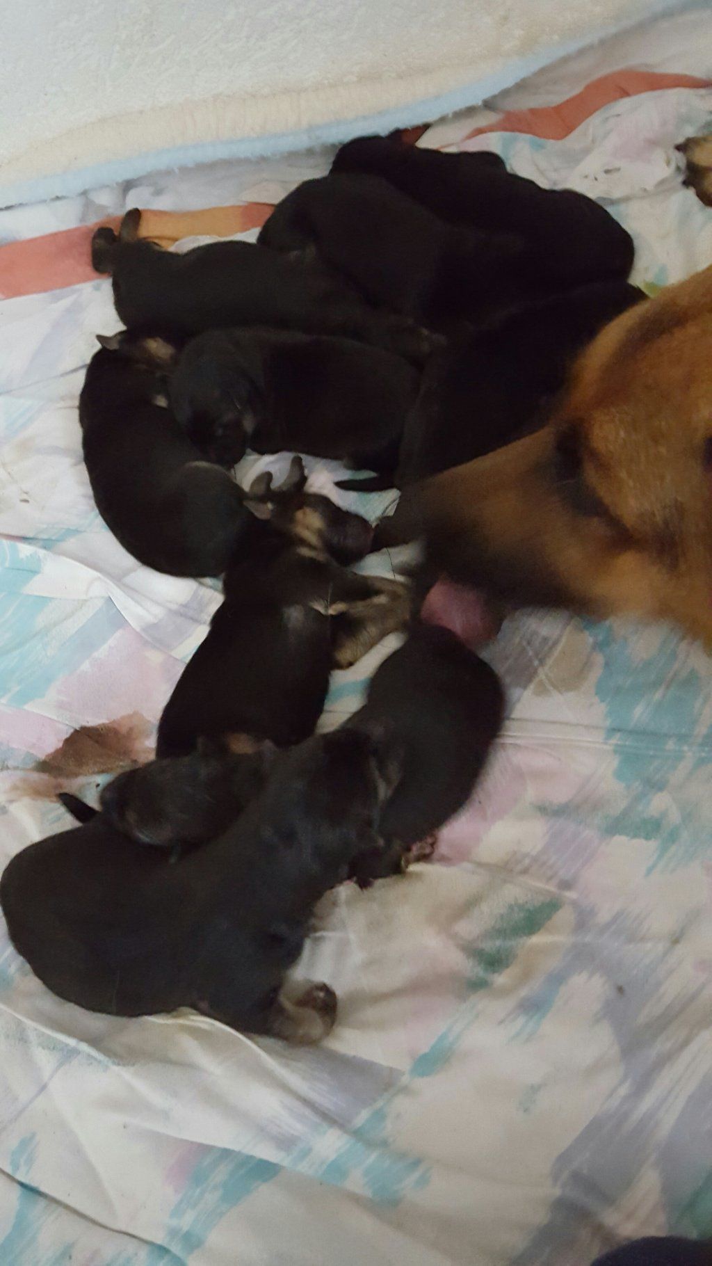 Zwinger vom Schäferturm