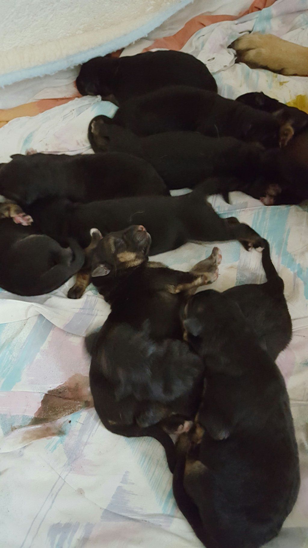 Zwinger vom Schäferturm