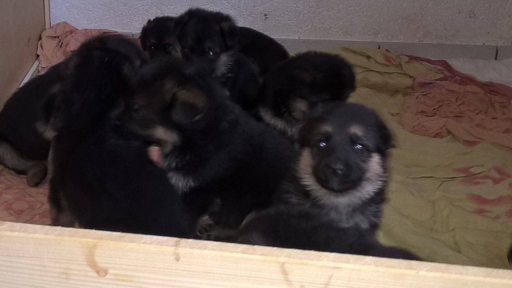 Zwinger vom Schäferturm