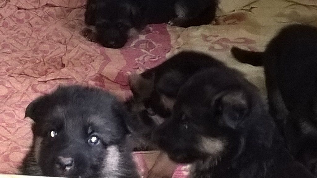 Zwinger vom Schäferturm