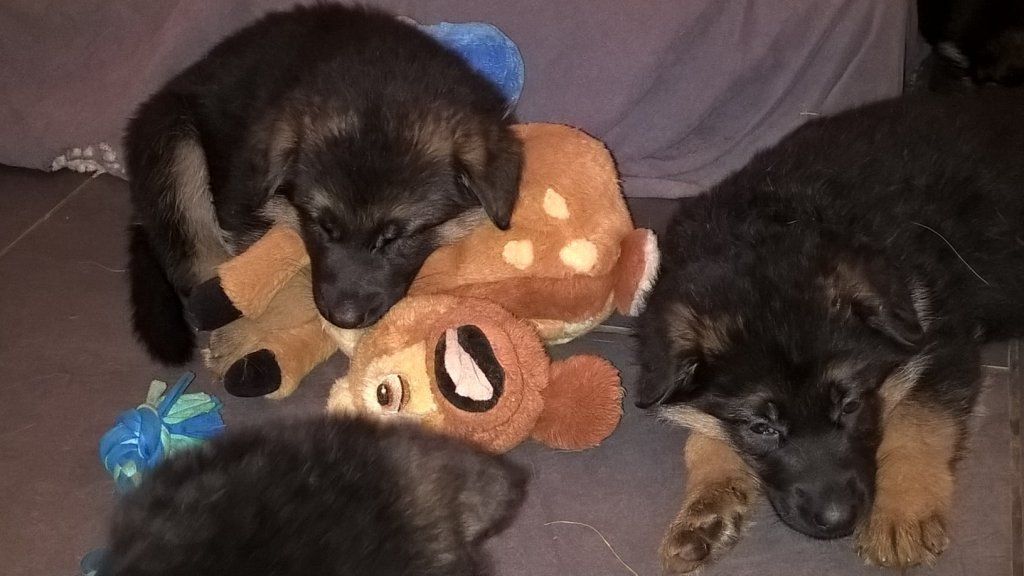 Zwinger vom Schäferturm