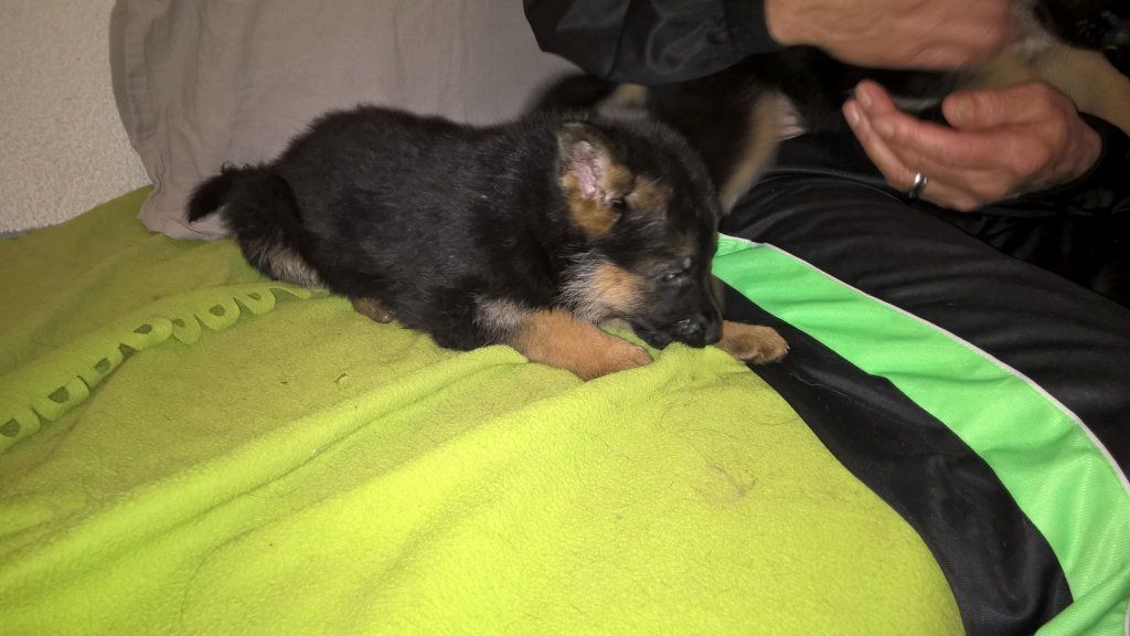 Zwinger vom Schäferturm