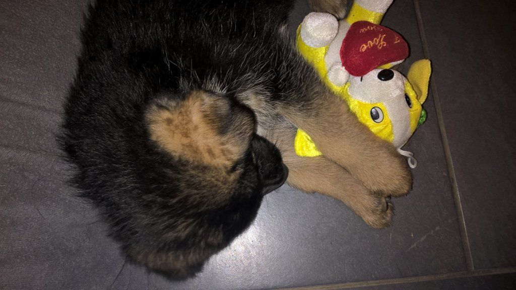 Zwinger vom Schäferturm