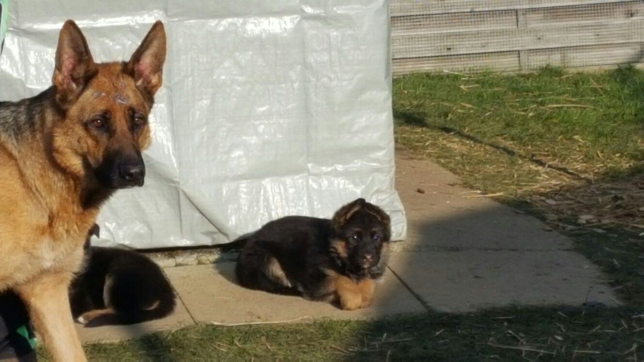Zwinger vom Schäferturm