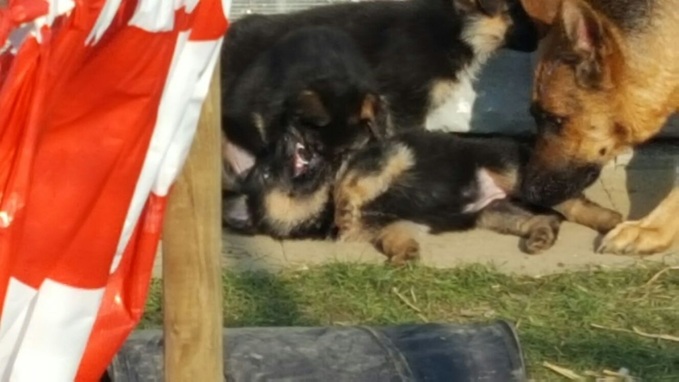 Zwinger vom Schäferturm