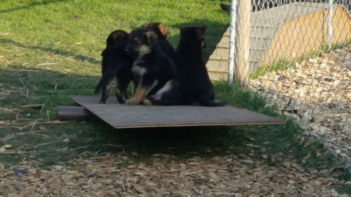 Zwinger vom Schäferturm