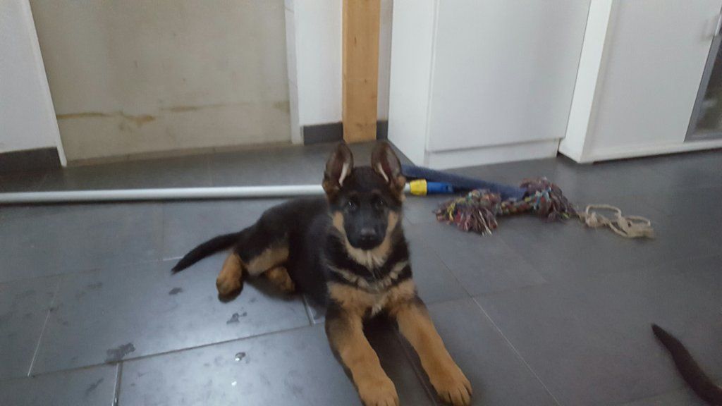 Zwinger vom Schäferturm