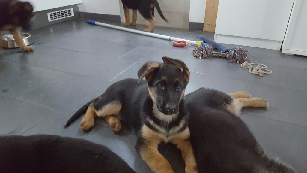 Zwinger vom Schäferturm