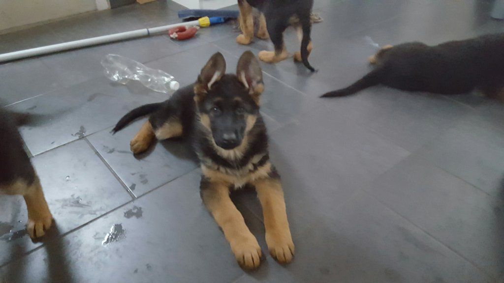 Zwinger vom Schäferturm