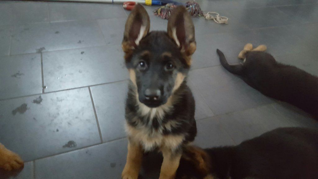 Zwinger vom Schäferturm