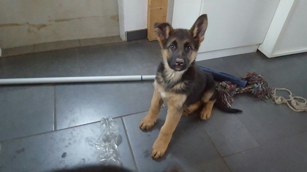 Zwinger vom Schäferturm