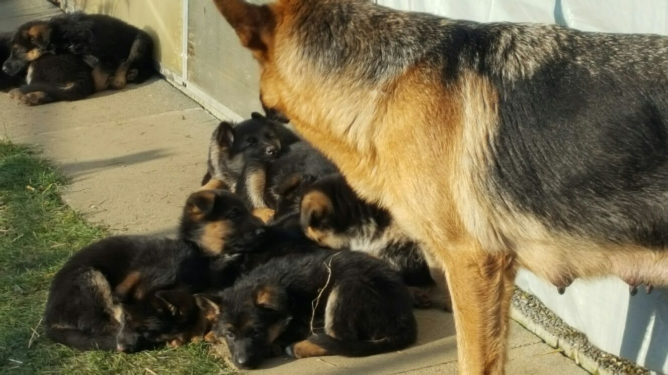 Zwinger vom Schäferturm