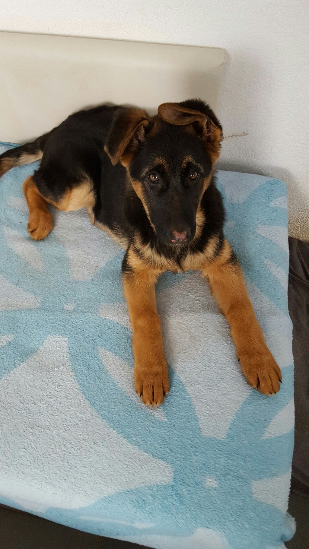 Zwinger vom Schäferturm