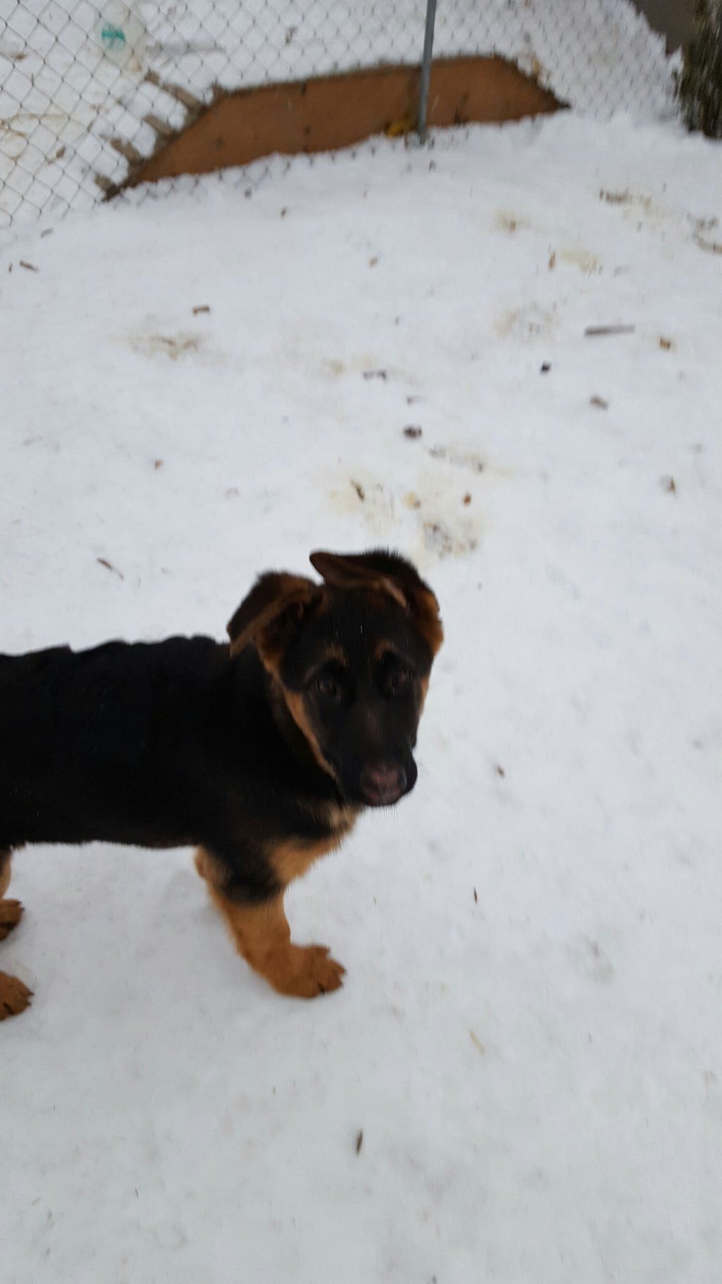 Zwinger vom Schäferturm