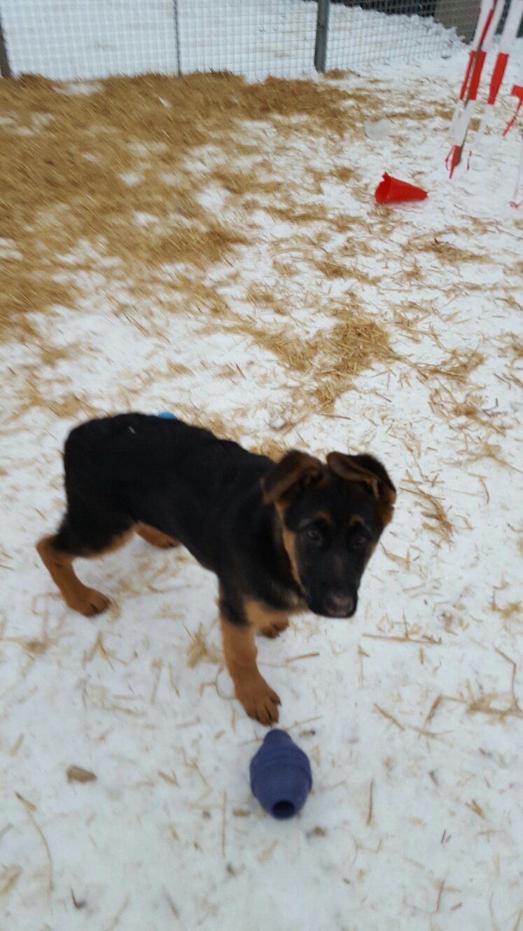 Zwinger vom Schäferturm