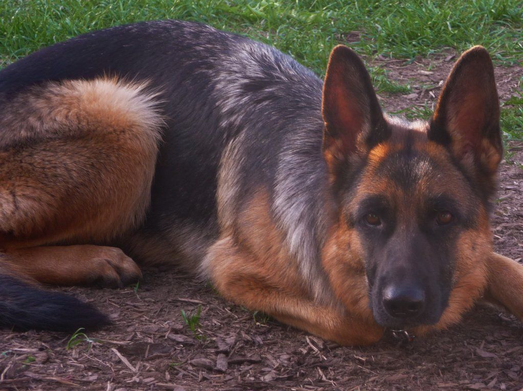 Zwinger vom Schäferturm