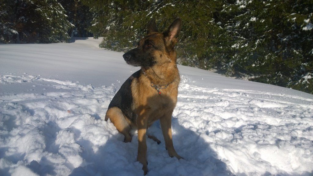 Zwinger vom Schäferturm