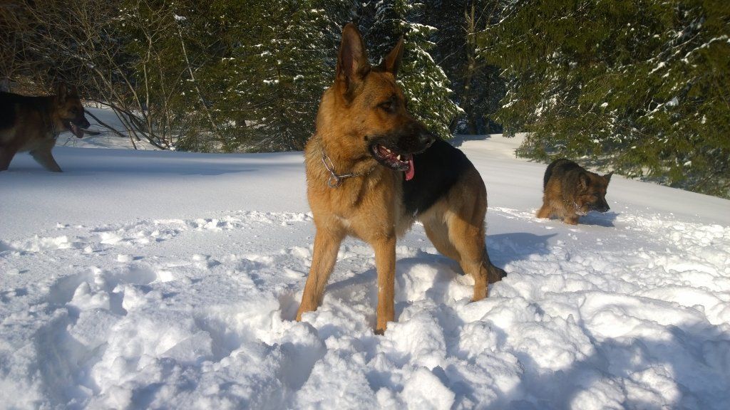 Zwinger vom Schäferturm