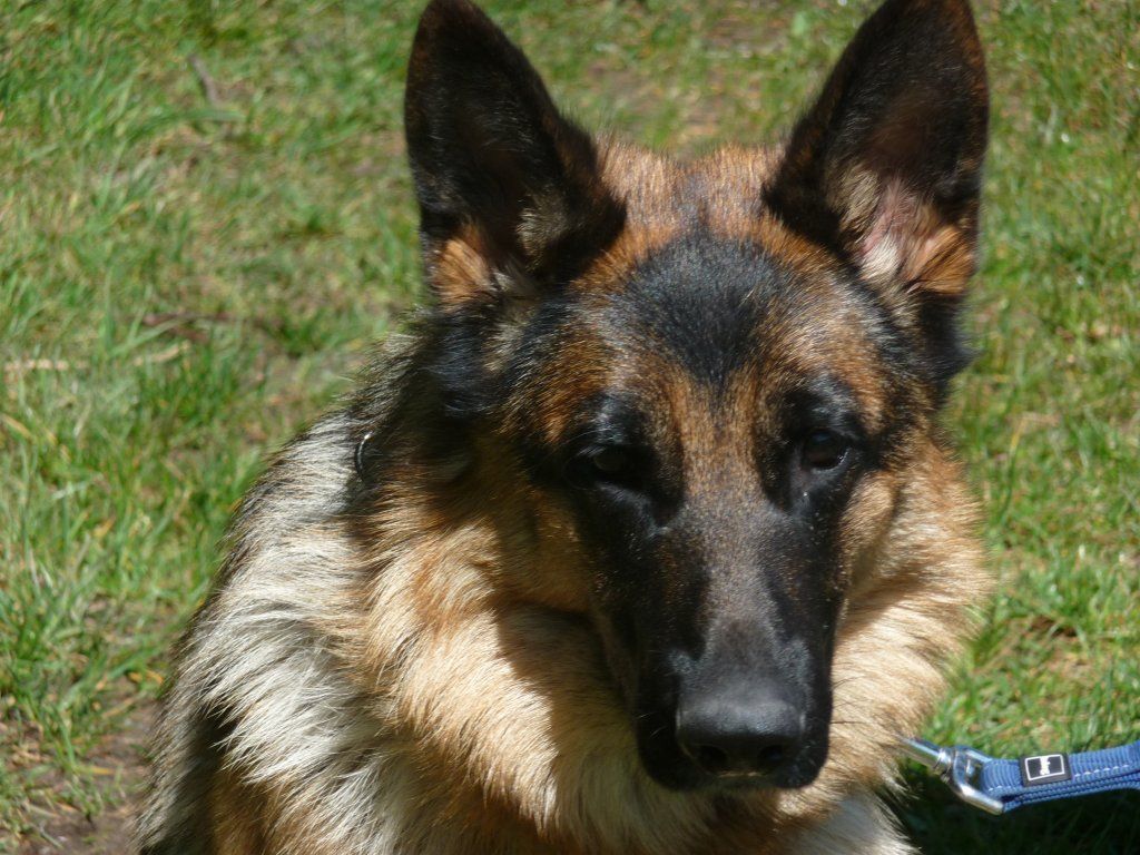 Zwinger vom Schäferturm