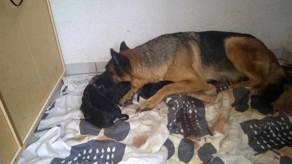 Zwinger vom Schäferturm