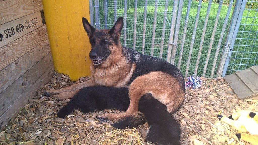 Zwinger vom Schäferturm