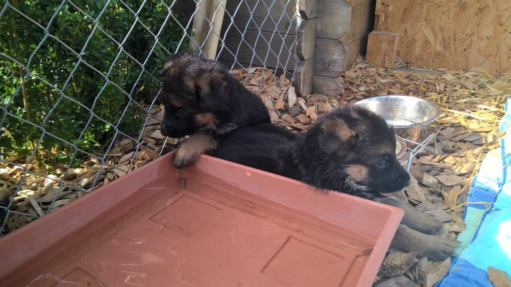 Zwinger vom Schäferturm