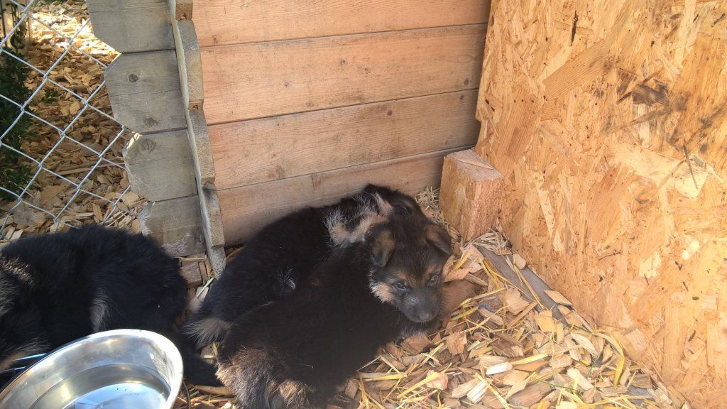 Zwinger vom Schäferturm