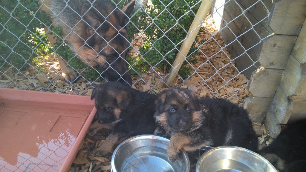 Zwinger vom Schäferturm